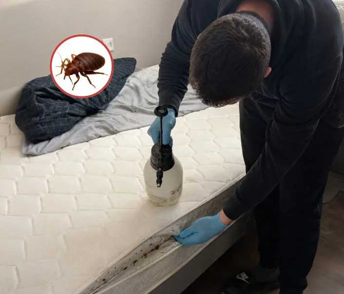 Technicien traitant un matelas contre les punaises de lit à Chenoise-Cucharmoy